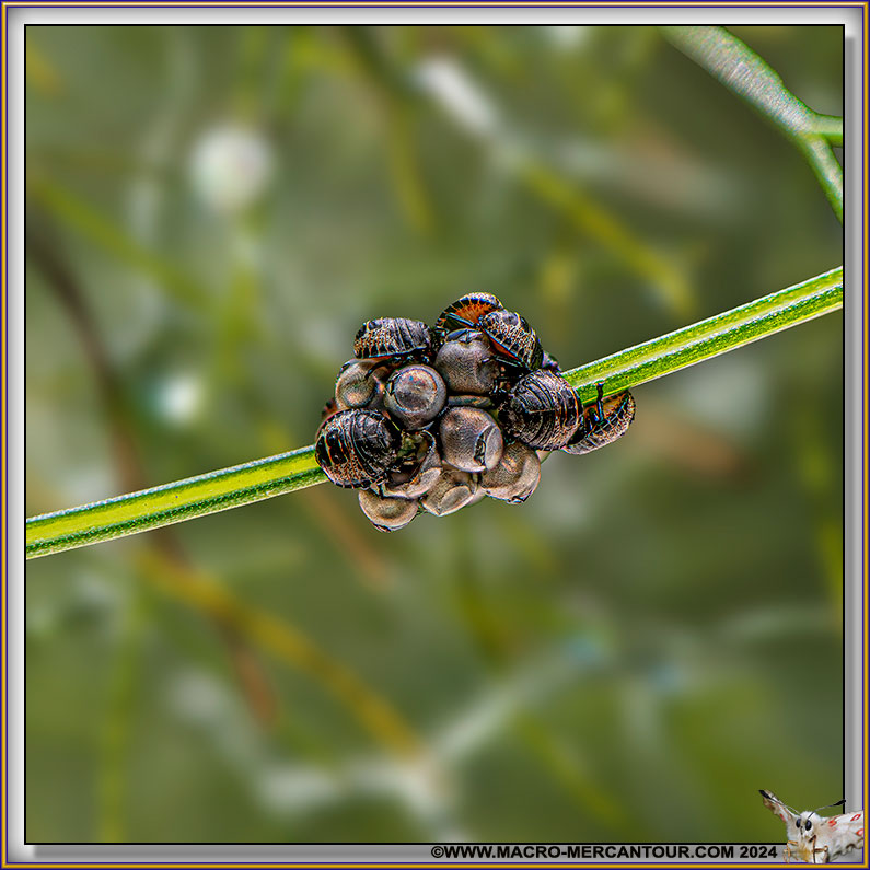 Oeufs d'Insectes